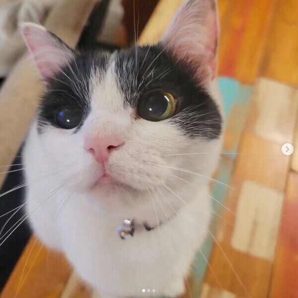 見つめるニコちゃん