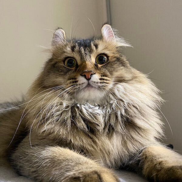 鳴こうと思ったらあくびをしちゃったオリーブちゃん