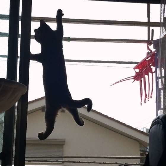 マンチカン　きんめちゃん