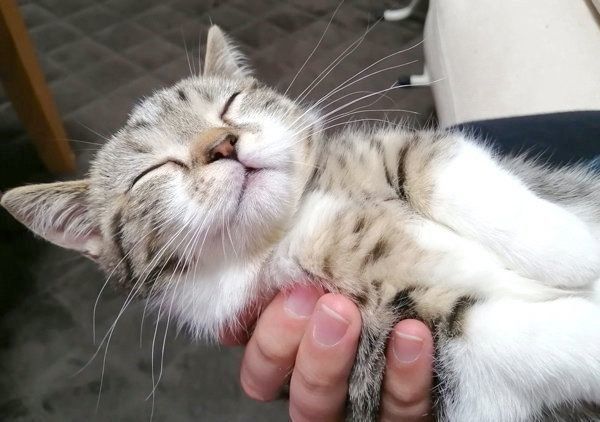 抱えられたまま電池切れしたもかちゃん