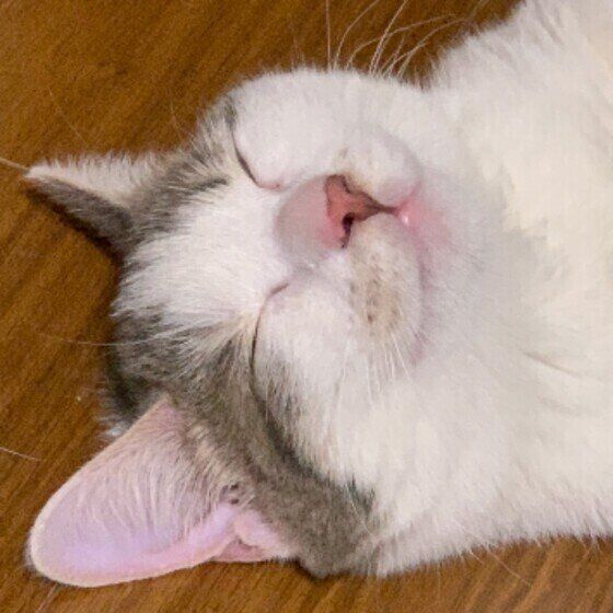 マンチカンのこえびちゃん