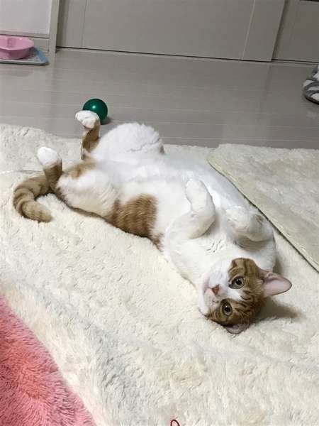 カーペットが気持ちいい（MIX）