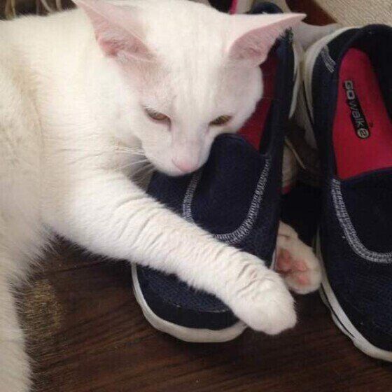 MIX白のダイズくん