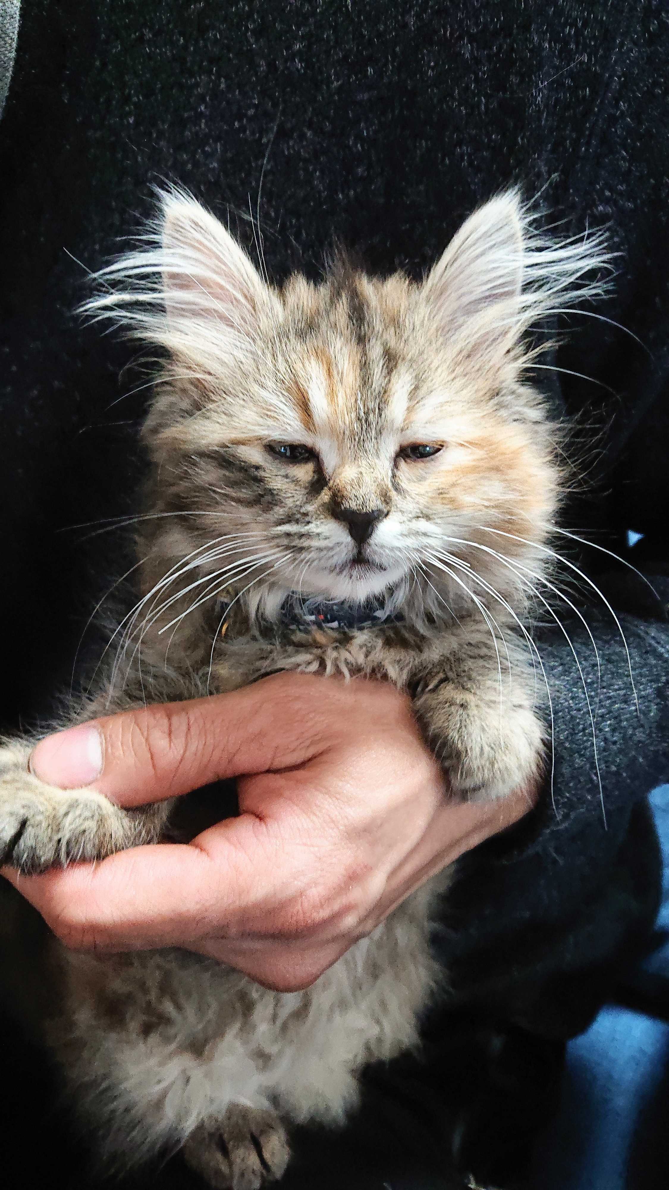 生後4カ月のサイベリアンの子猫