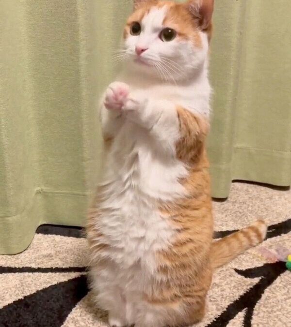 おねだりポーズをする虎丸くん