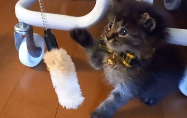 遊ぶるーちゃん