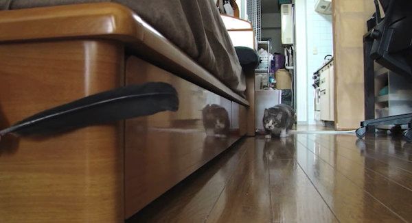 だるまさんがころんだをする猫