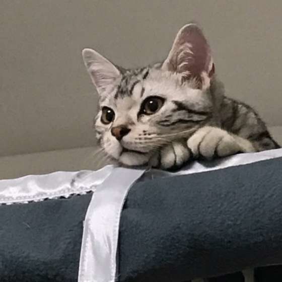 見つめるアメリカンショートヘア