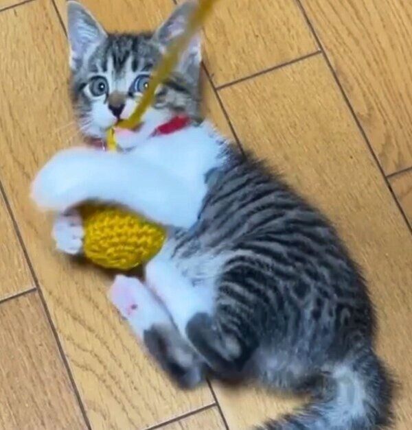 子猫時代のモモちゃん