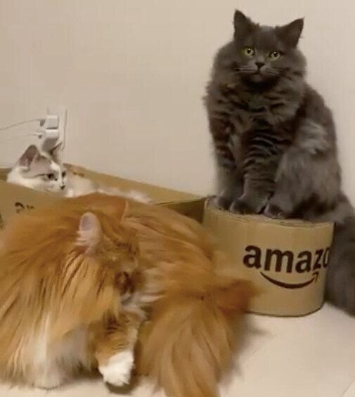 作成中の爪とぎと3匹の猫