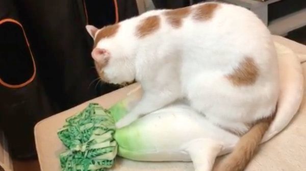 大根のぬいぐるみにフミフミする猫