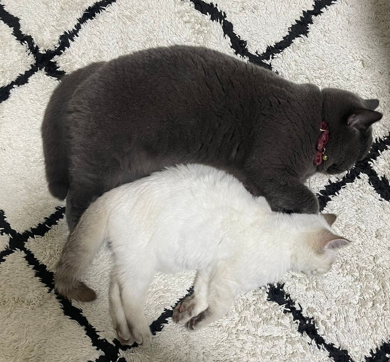 すくすく成長中の藍くんと、瑠璃ちゃん