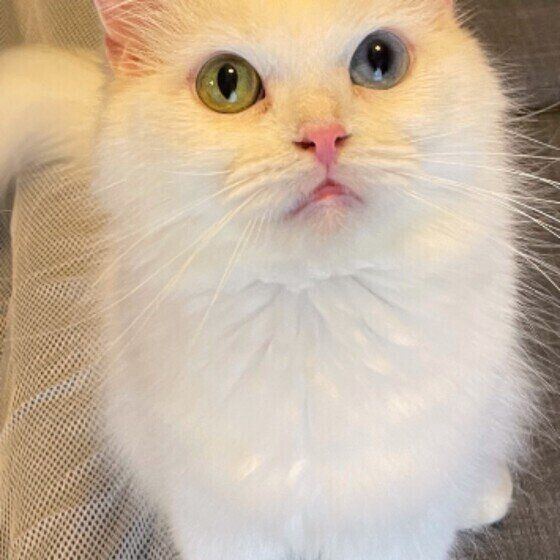 上を見つめるまるちゃん（スコティッシュフォールド）