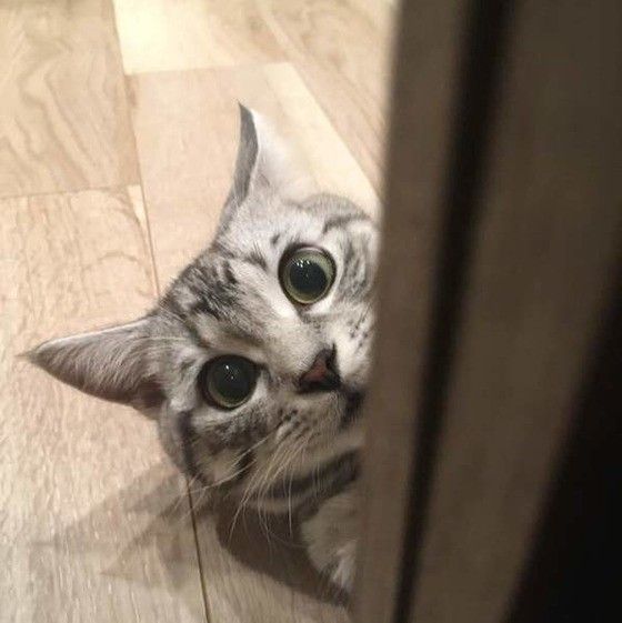 カメラ目線のアメリカンショートヘア