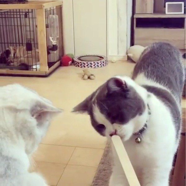 アイスの棒が気になるブリティッシュショートヘア