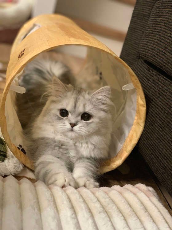 シャカシャカトンネルが好き