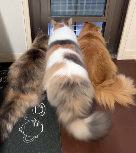 窓の外を眺めるあんこちゃん（写真左／撮影時3才／ノルウェージャンフォレストキャット）、おもちちゃん（写真中／撮影時3才／ノルウェージャンフォレストキャット）、きなこちゃん（写真右／撮影時3才／サイベリアン）