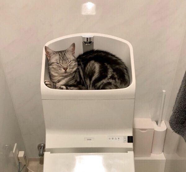 トイレのタンクの上で眠るあんこくん