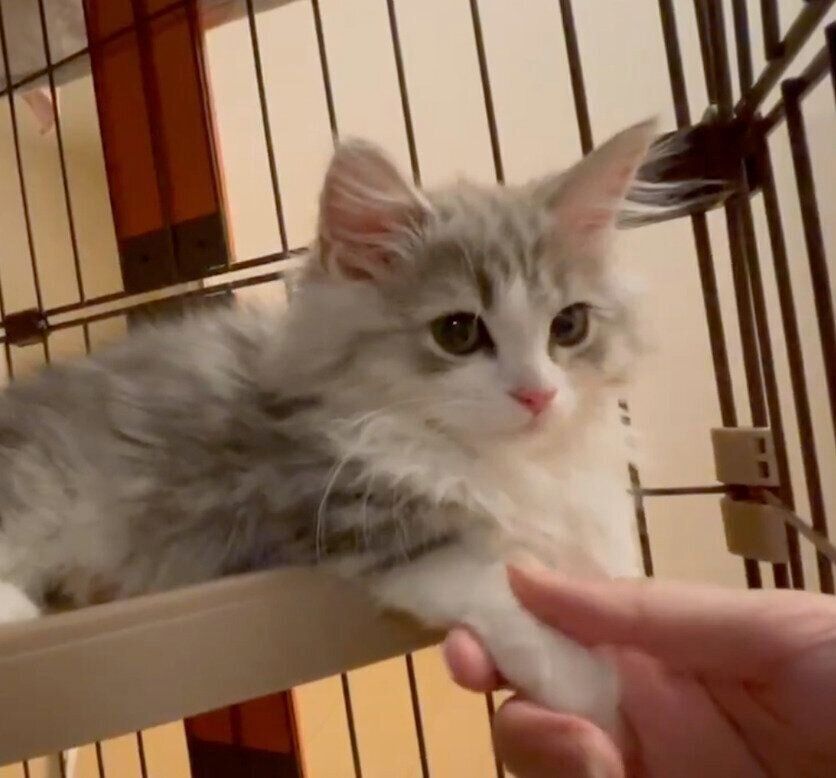 飼い主さんに前足を“にぎにぎ”されるふゆくん