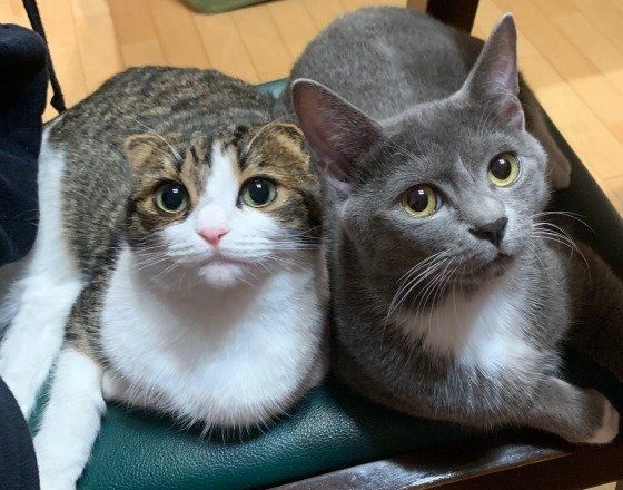 寄り添う2匹の猫