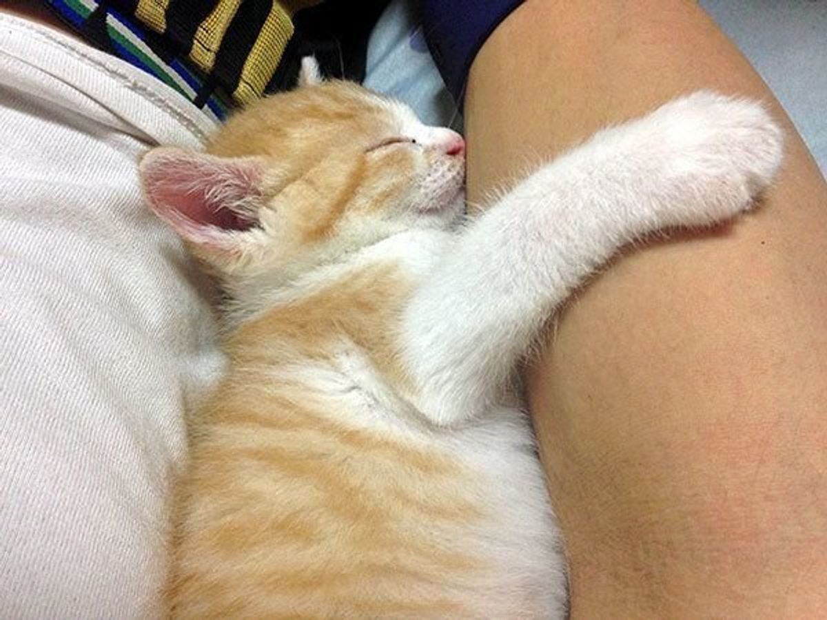 V系バンドマンが生まれたての子猫の 排泄サポート に挑戦 ねこのきもちweb Magazine V系バンドマンが生まれたての子猫の 排泄サポート に挑戦 ねこのきもちweb Magazine