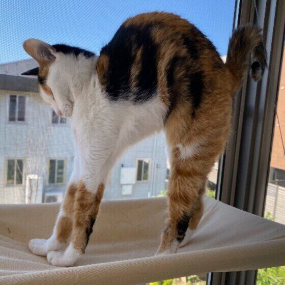 伸びをする猫