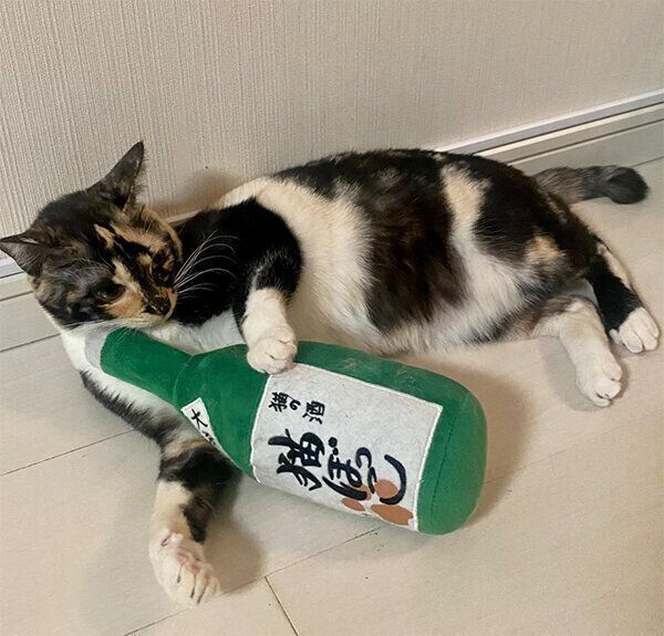 「酒瓶キッカー」を抱える猫