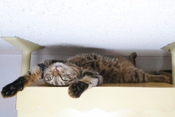 高いところでヘソ天するキジトラ