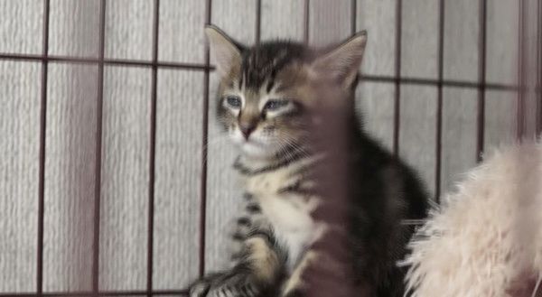 ウトウトする子猫