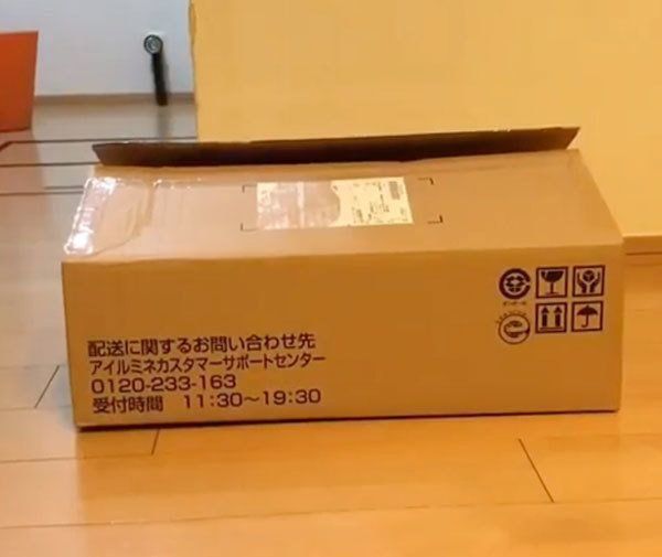 箱に入るマンチカン