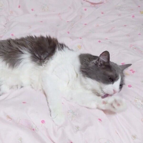 毛づくろいをするいーくん