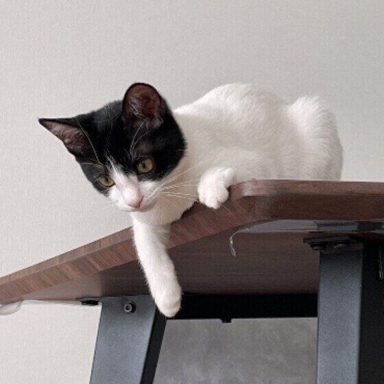 今にも飛び降りそうなはっちちゃん