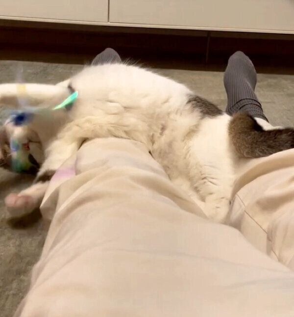 遊ぶなぎちゃん