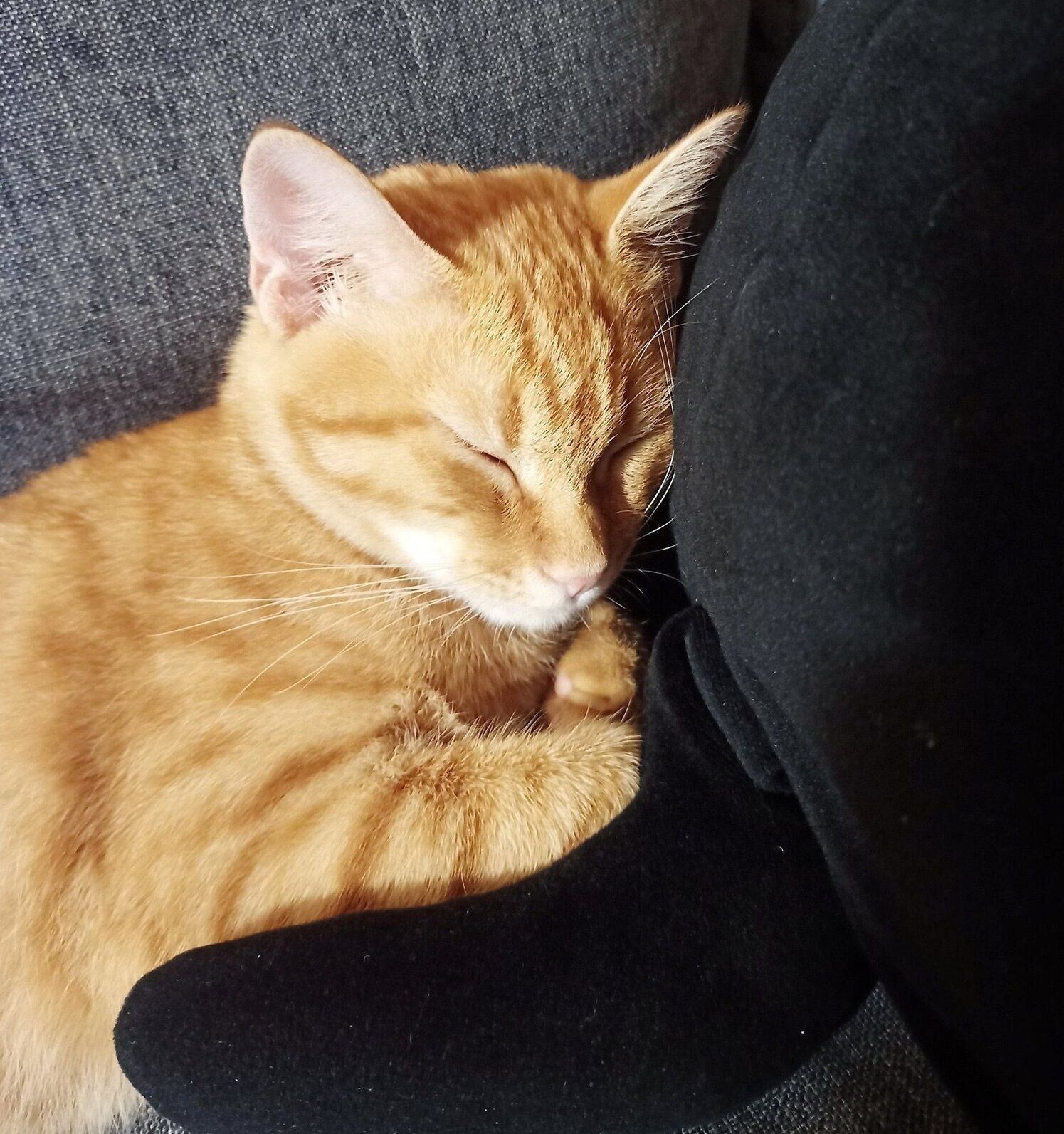 ぐっすり眠るこなちゃん