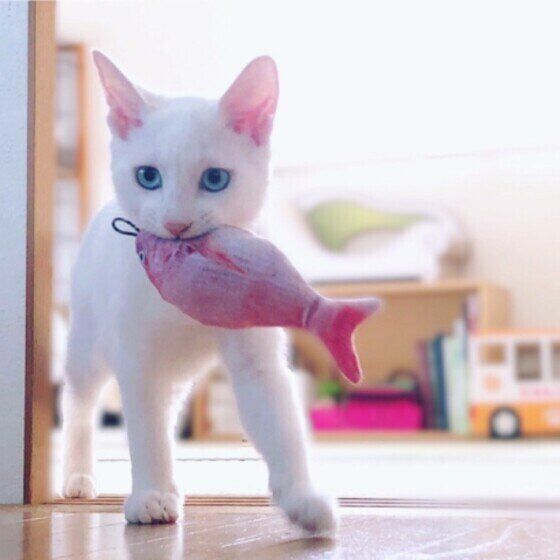 魚のおもちゃで遊ぶ猫（MIX、オス）