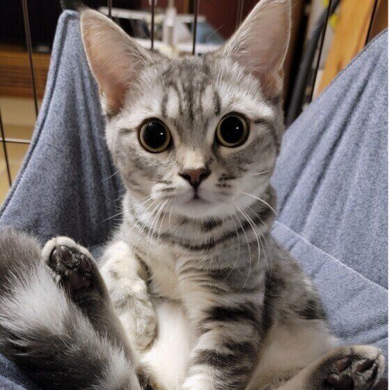 マンチカンのテトちゃん