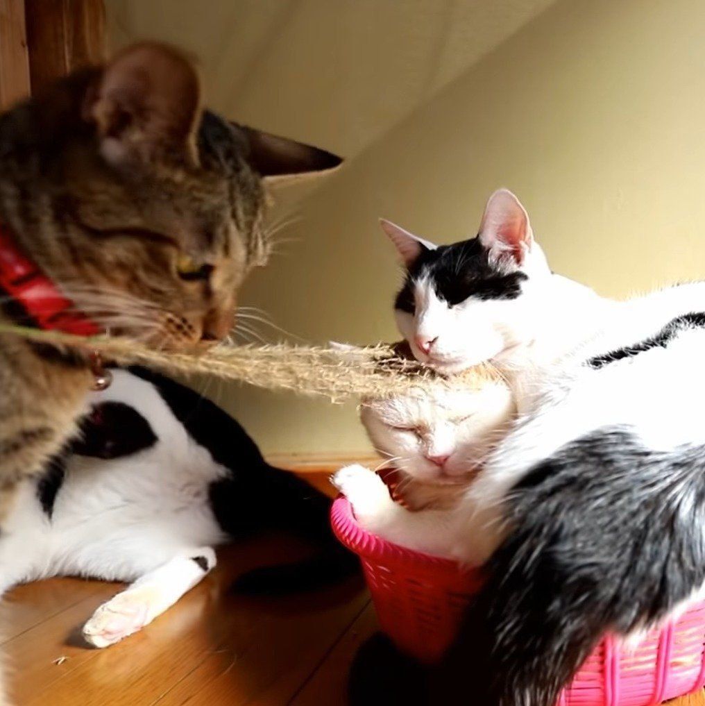 あまりにもかわいい猫団子