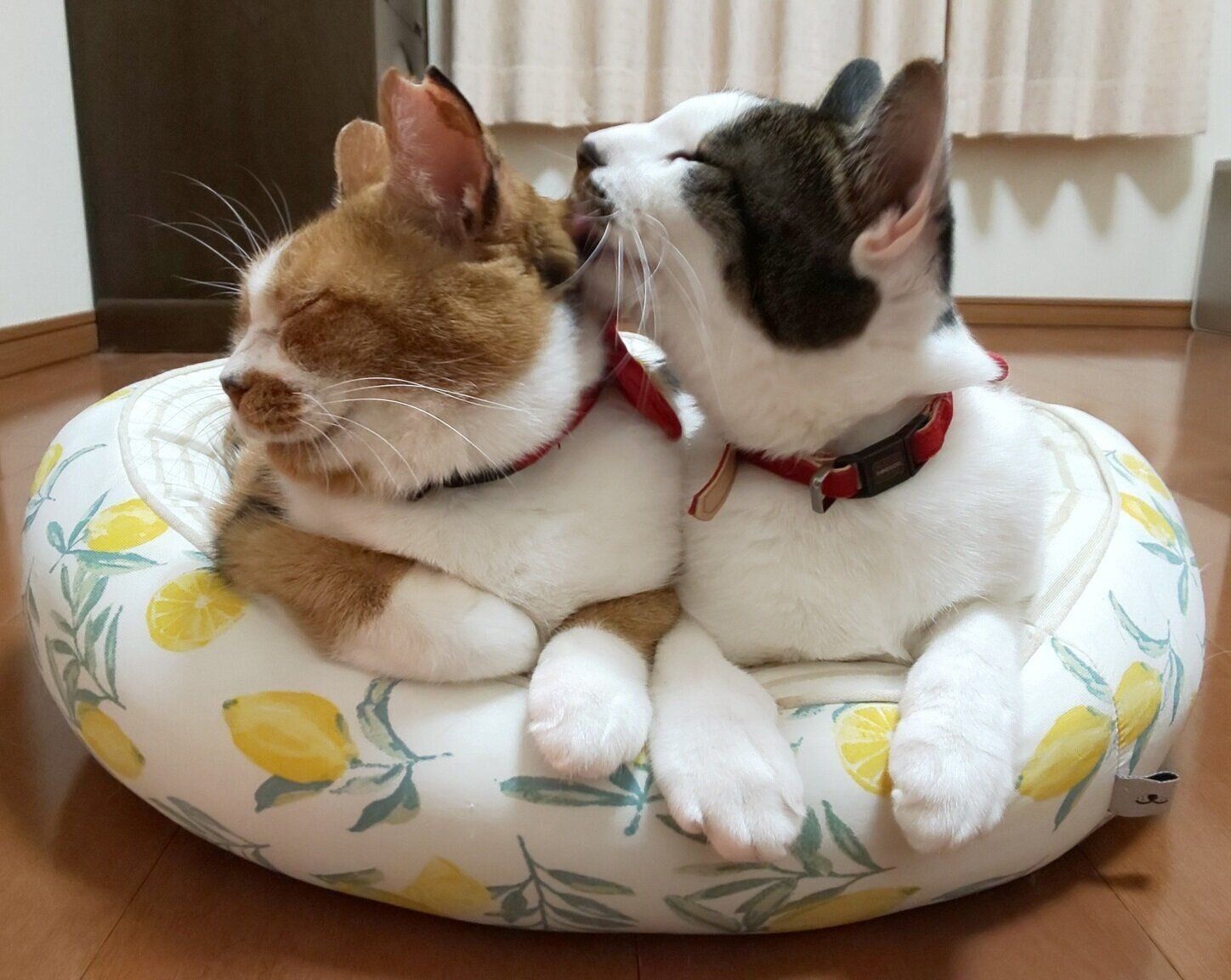 仲よくなったミィちゃんとチャコちゃん