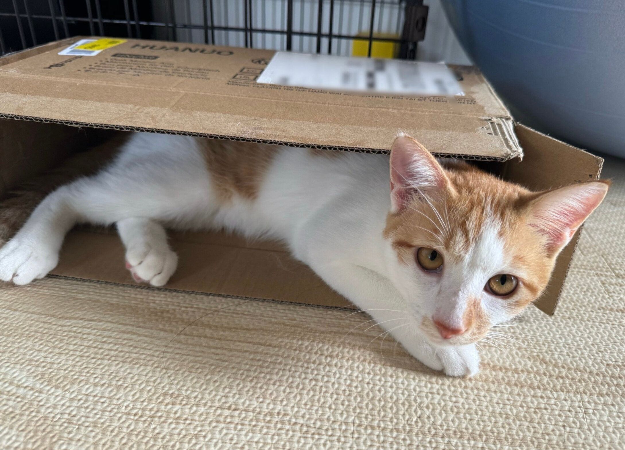 “箱入り息子”なびびくん