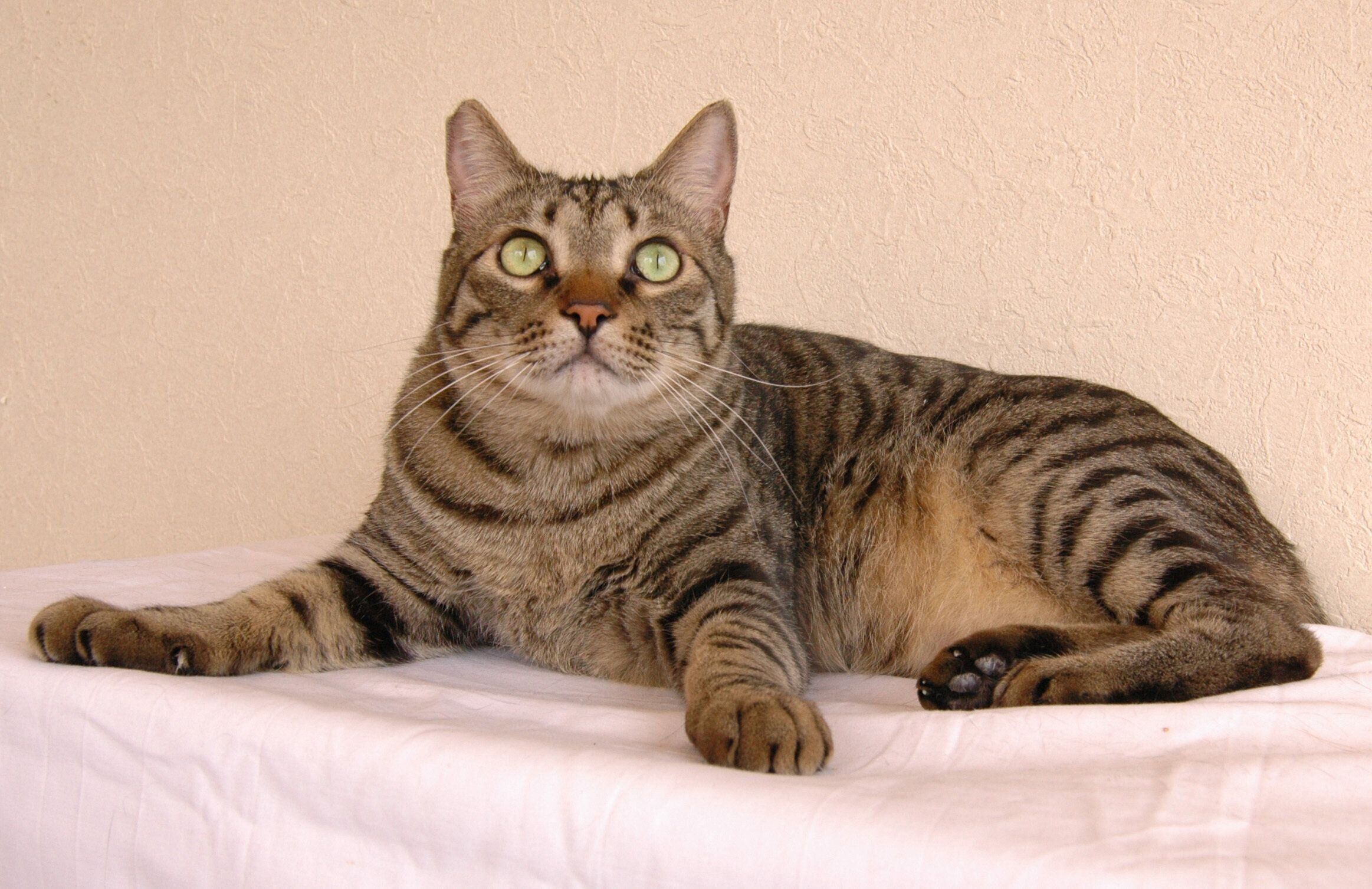 画像／2020年8月号「毛柄トリビア１０」