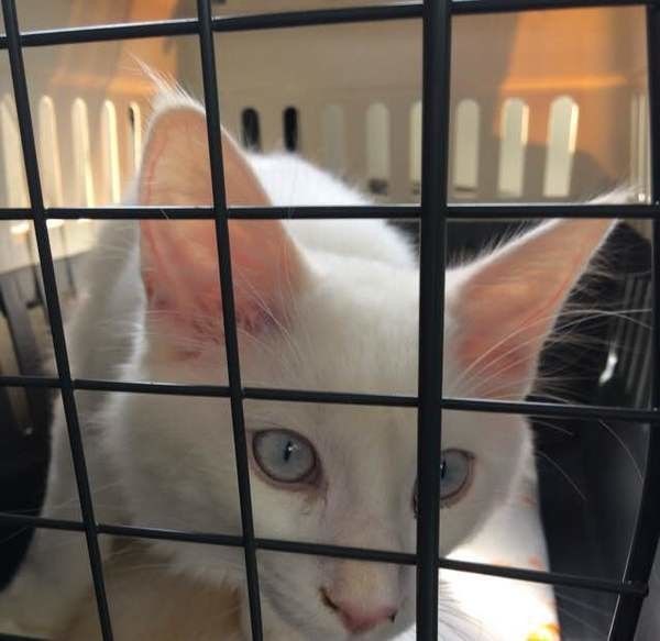 キャリーケースと猫