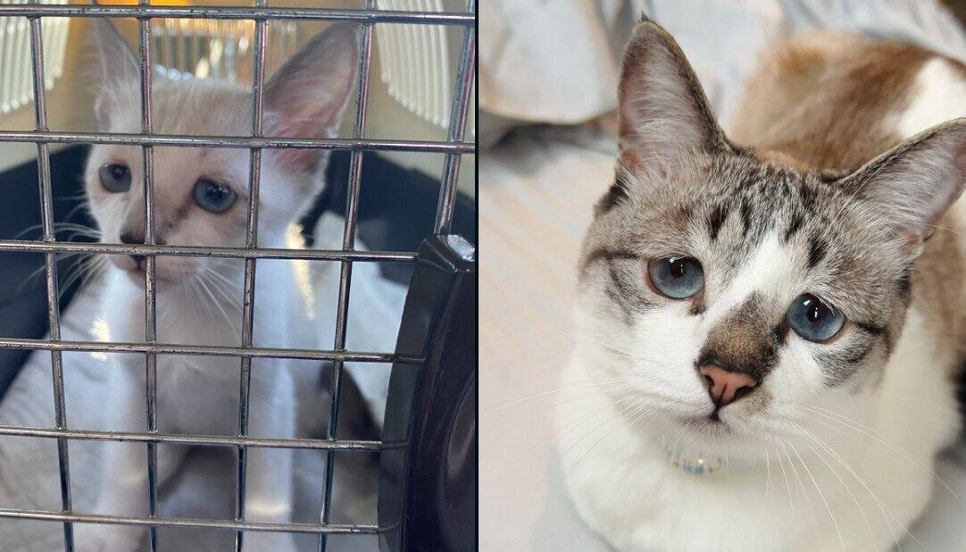 ミントちゃんの成長ビフォーアフター