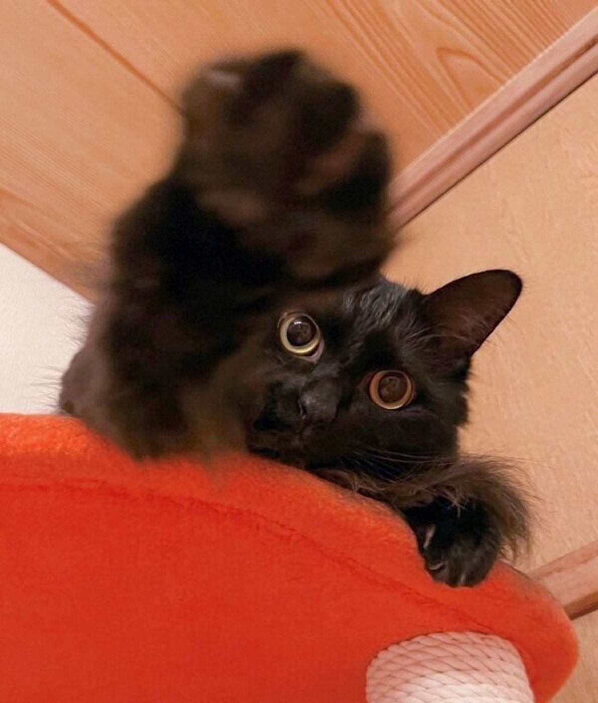 エイのような フライパンのような フシギな体勢でくつろぐ黒猫が 新種の生き物 だと話題に ねこのきもちweb Magazine エイのような フライパンのような フシギな体勢でくつろぐ黒猫が 新種の生き物 だと話題に ねこのきもちweb Magazine