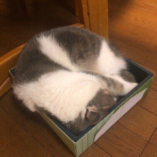 スコティッシュフォールドのくうちゃん