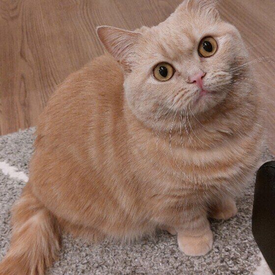 マンチカンのももちゃん