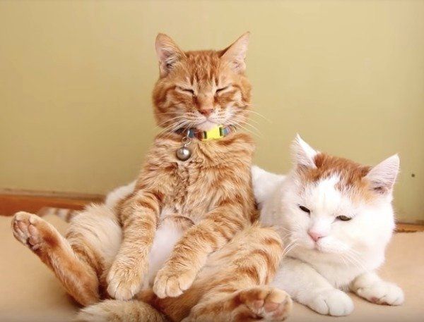 うたたねニャンズ