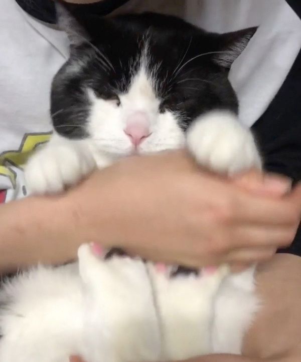 脱出を試みる猫