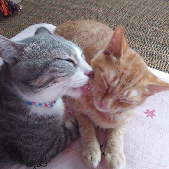 仲良しな猫