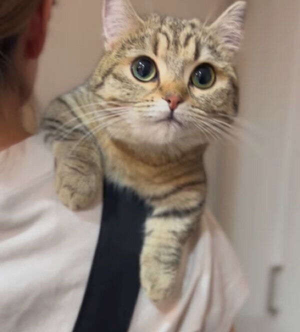 抱っこが好きなふうちゃん