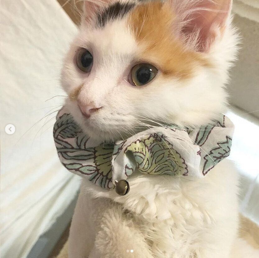 @chokochokodiaryさんの手作り首輪